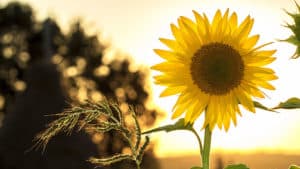 Sunflower