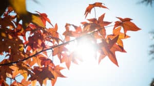 Leaves with Sun