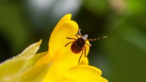 Tick on a Flower