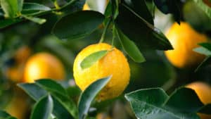 Lemon Tree